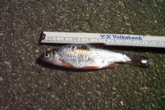 115_anangeln_20121.jpg