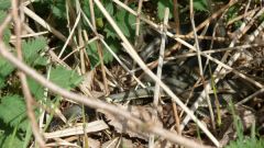 130_anangeln_20121.jpg
