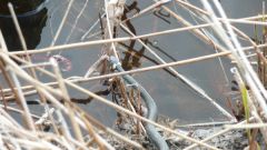 133_anangeln_20121.jpg