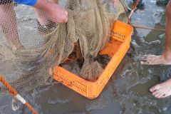 17-Krabbenfischen_7_Jul_2011.jpg