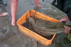 32-Krabbenfischen_7_Jul_2011.jpg