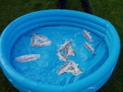 Sommerfest_2009_10.jpg