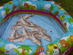 Sommerfest_2010_25.jpg